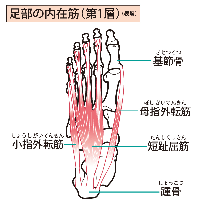 足について 足の骨格 筋肉 アーチ 足裏のツボと反射区 靴専門通販サイト 靴のパラダイス