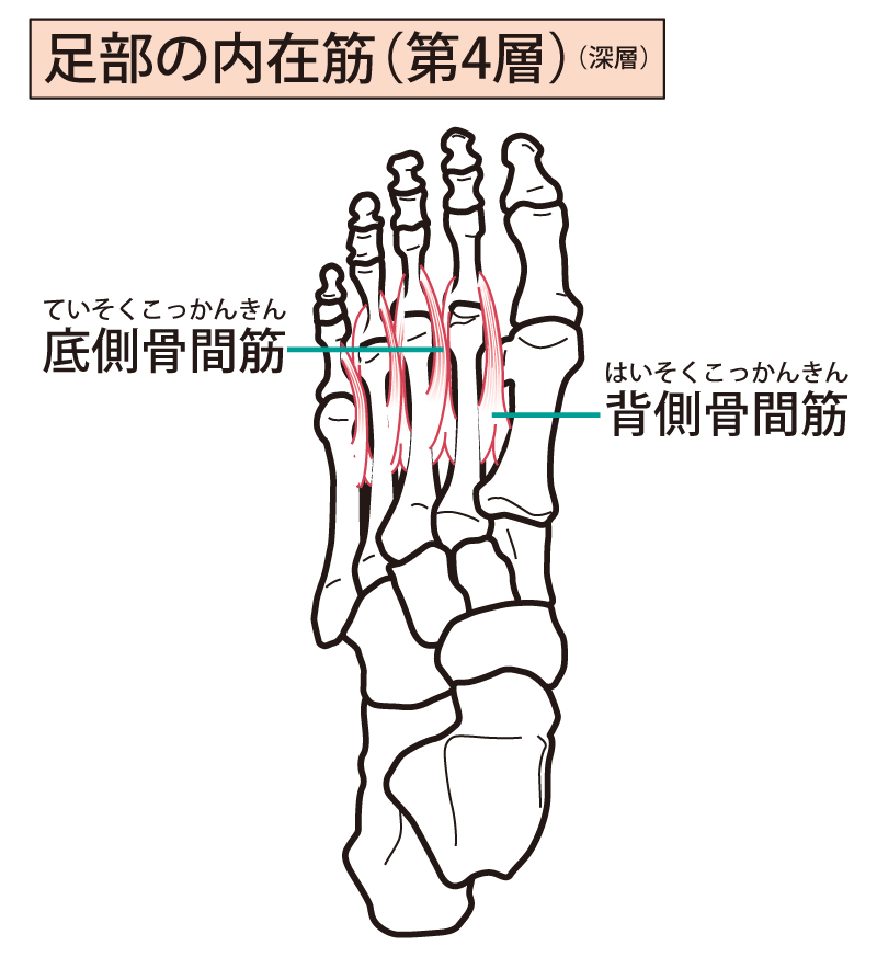 足の内在筋（筋肉）第4層（深層）　背側骨間筋（はいそくこっかんきん）、底側骨間筋（ていそくこっかんきん）