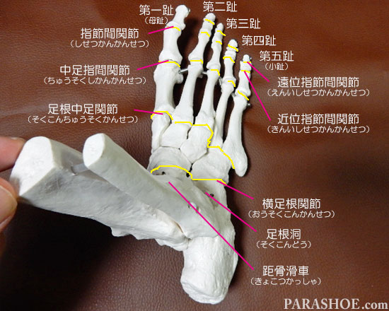 足の骨格を知ろう 足の骨格 骨の名称 関節 アーチなど 靴専門通販サイト 靴のパラダイス