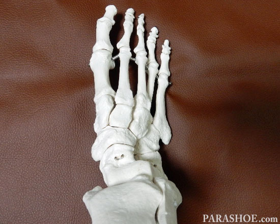 足の骨格模型