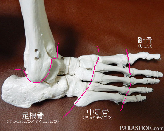 足の骨格を知ろう 足の骨格 骨の名称 関節 アーチなど 靴専門通販サイト 靴のパラダイス