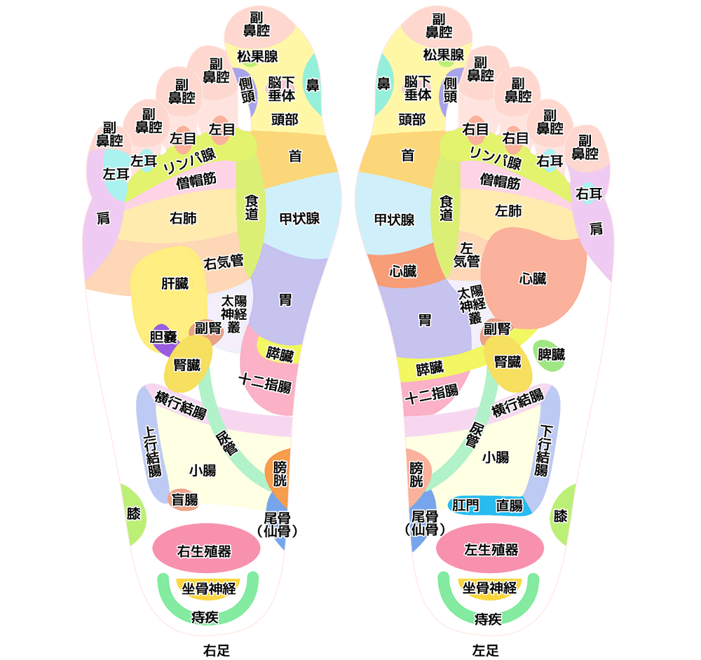 足について 足の骨格 筋肉 アーチ 足裏のツボと反射区 靴専門通販サイト 靴のパラダイス