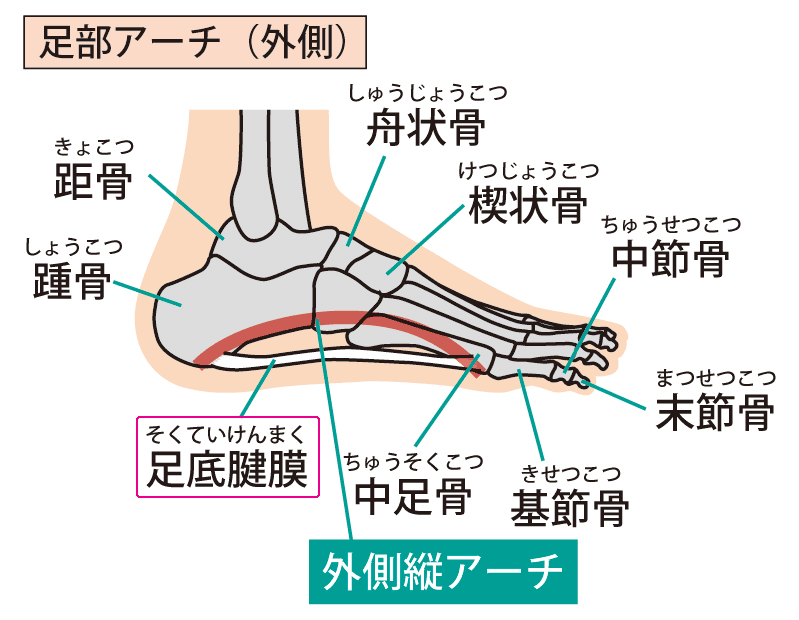足の骨格、アーチと足底腱膜（足底筋膜）