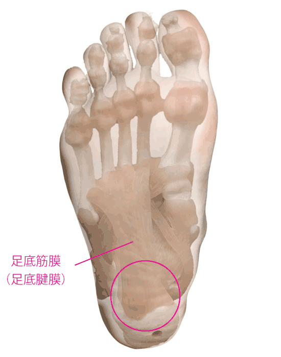足底腱膜（足底筋膜）の位置
