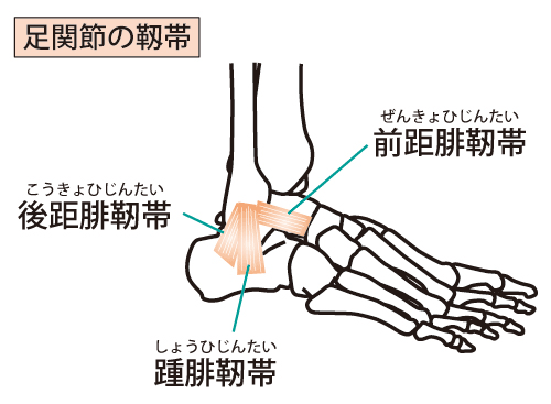 足関節の靱帯－前距腓靱帯（ぜんきょひじんたい）、踵腓靱帯（しょうひじんたい）、後距腓靱帯（こうきょひじんたい）